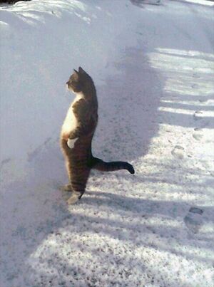 Кот, стоящий в снегу: пустой шаблон мема