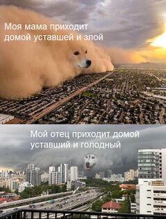 Пёс - песчаная буря meme #2
