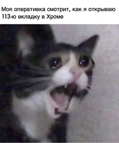 Плачущий кот meme #2