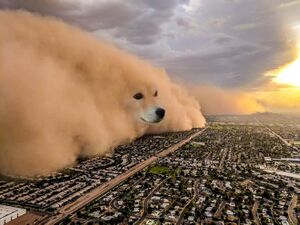 Пёс - песчаная буря: пустой шаблон мема