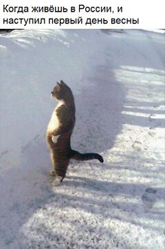 Кот, стоящий в снегу meme #4