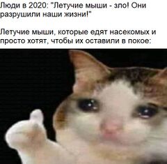 Плачущий кот с пальцем вверх meme #1