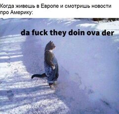 Кот, стоящий в снегу meme #2